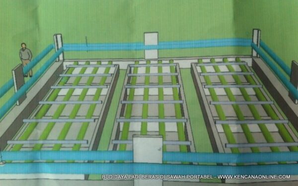 Budidaya Padi Beras Sawah Portabel